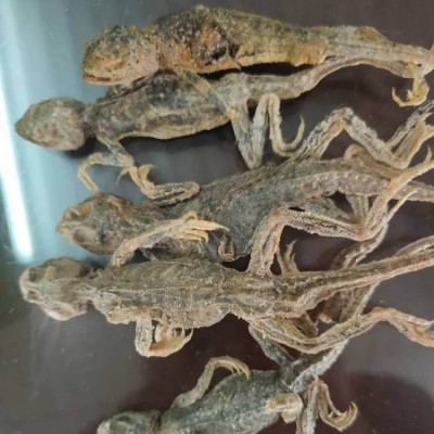 亳州药材蜥蜴批发零售