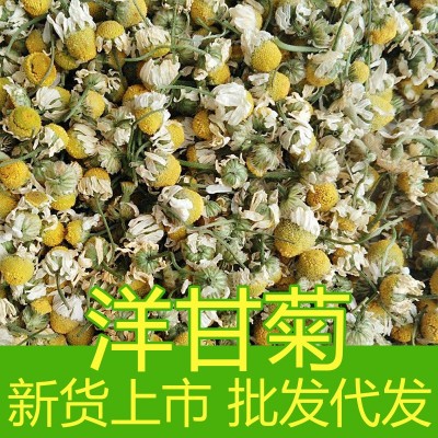 散装批发洋甘菊 新货洋甘菊花瓣花碎花沫批发 源头厂家价优