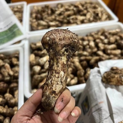 鲜松茸批发 1斤装云南香格里拉深山菌菇鲜货 供货酒店全国可代发