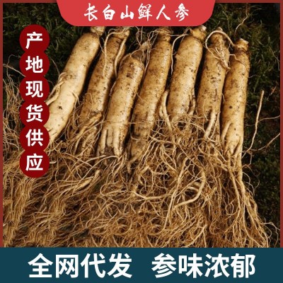 新鲜人参 坏参包赔长白山现挖园参煲汤泡酒多规格 带土鲜参