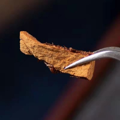 骨碎补一斤新货无硫大货批发好品质中药材源头产地大量供货