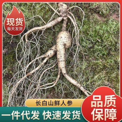 吉林长白山直销带土人参东北特产小鲜人参残支泡酒煲汤鲜人参批发