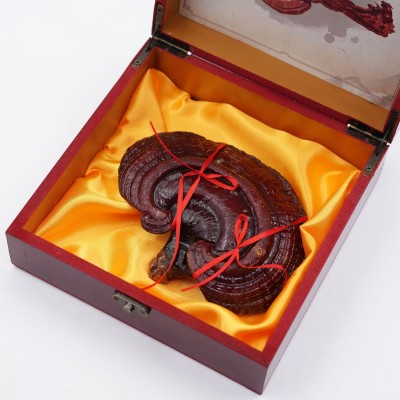 灵芝礼盒单支装 东北特产老年人会销礼品长白山灵芝木盒