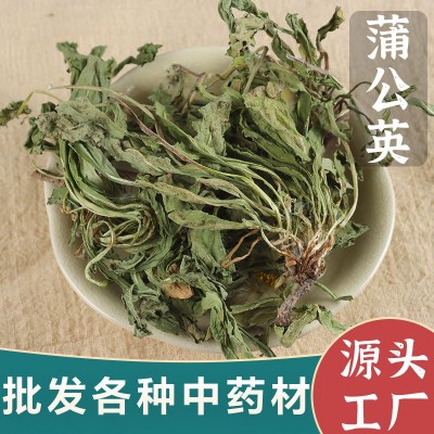批发蒲公英中药材新货整颗婆婆丁干蒲公英根茶泡水500克一件起批