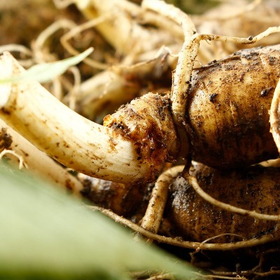 带土鲜参东北特产吉林长白山带土鲜人参泡酒料山参鲜参大小都有