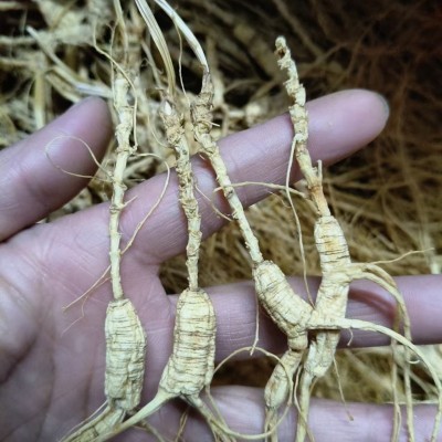 参品参人参长白山林下野山参礼盒东北特产泡酒整支林下籽多支金白