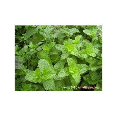 批发供应薄荷叶 清爽可口薄荷叶 量大从优