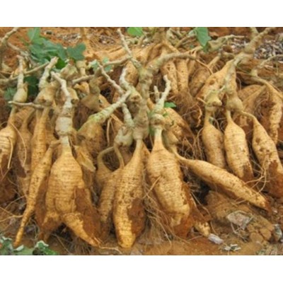 安徽 葛根 电话联系订货量大从优