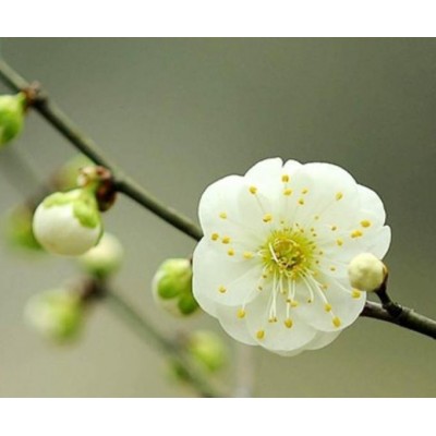 绿梅 持续供应批发欢迎电话联系订货