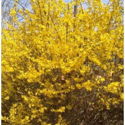 连翘 自由种植大量订货优先