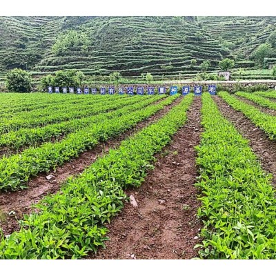 半夏 生产基地自种自产