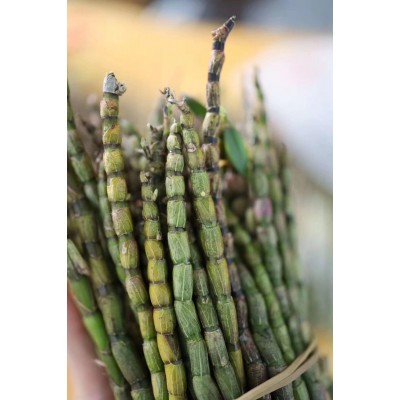 霍山铁皮石斛鲜条