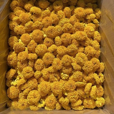 厂家供应徽州皇菊婺源皇菊金丝皇菊高山菊花茶 散货批发 量大从优