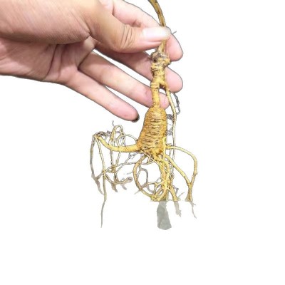 鲜人参长白山鲜林下参老山参新鲜籽参整枝山参泡酒煲汤送礼佳品