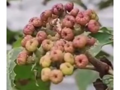 今天介绍第六十九味中药材，吴茱萸#中医 #吴茱萸 #中药材 #中草药 #倪海厦 (241播放)