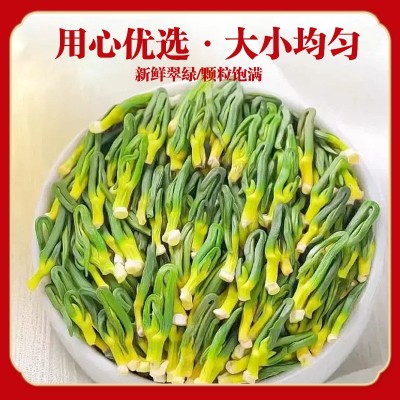 新品莲子芯 莲子芯 莲子茶 批发 一件代发